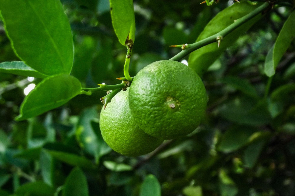 Benefits and Uses of Lime Oil