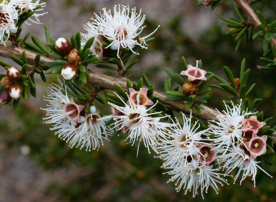 Understanding the Natural Benefits of Terpenes in Zea’s Formulations: Featuring Kunzea and Other Botanicals