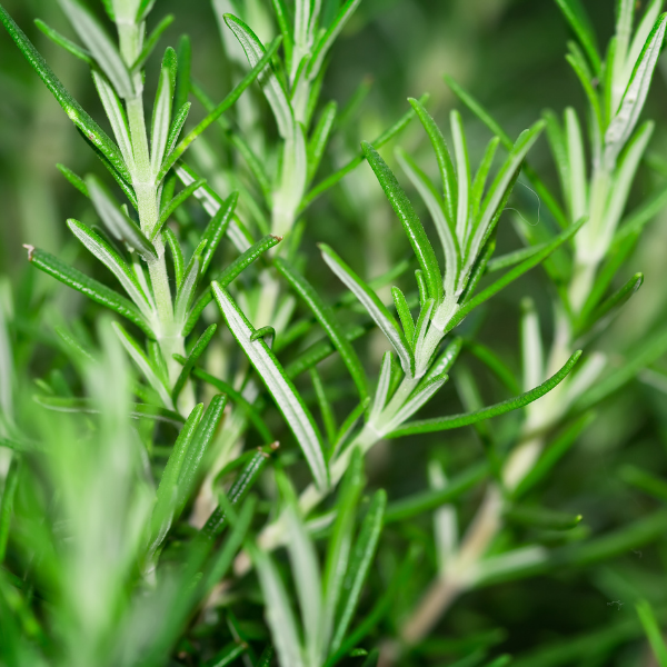 Australian Rosemary