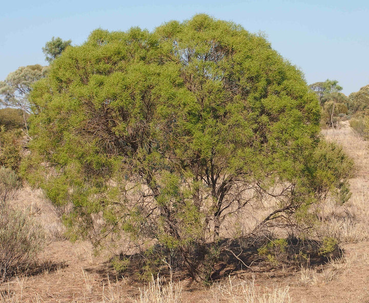 Buddha Wood (Eremophila mitchellii) — ingredient used in Zea natural wellness products