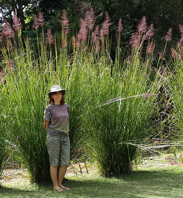 Vetiver (Vetiveria zizanioides) — ingredient used in Zea natural wellness products