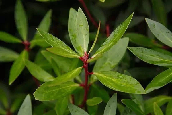 Mountain Pepperleaf